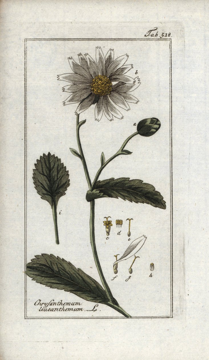 Marguerit (Leucanthemum vulgare). Litografi fra "Afbeelding der Artseny-Gewassen" af Johannes Zorn (1739-1799), Holland af Unbekannter Künstler