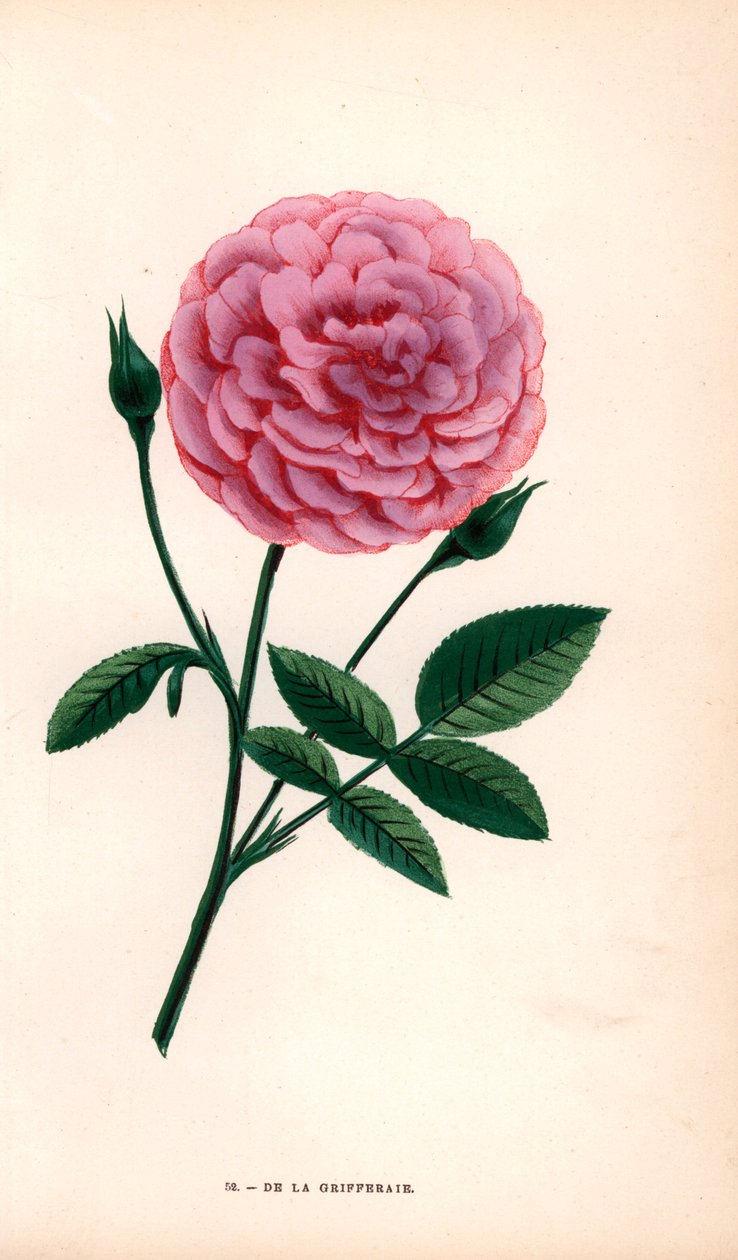 De la Grifferaie-rosen, en hybrid af Rosa multiflora, kom på markedet omkring 1846. Kromolitografi tegnet og litograferet efter naturen af F. Grobon fra Hippolyte Jamain og Eugene Forneys "Les Roses", Paris, J. Rothschild. af Unbekannter Künstler