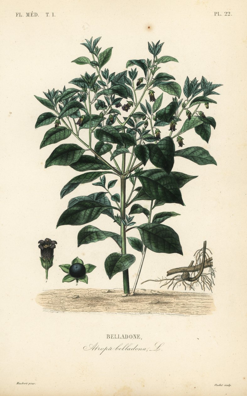 Dødelig natskygge, Atropa belladonna, Belladone af Unbekannt