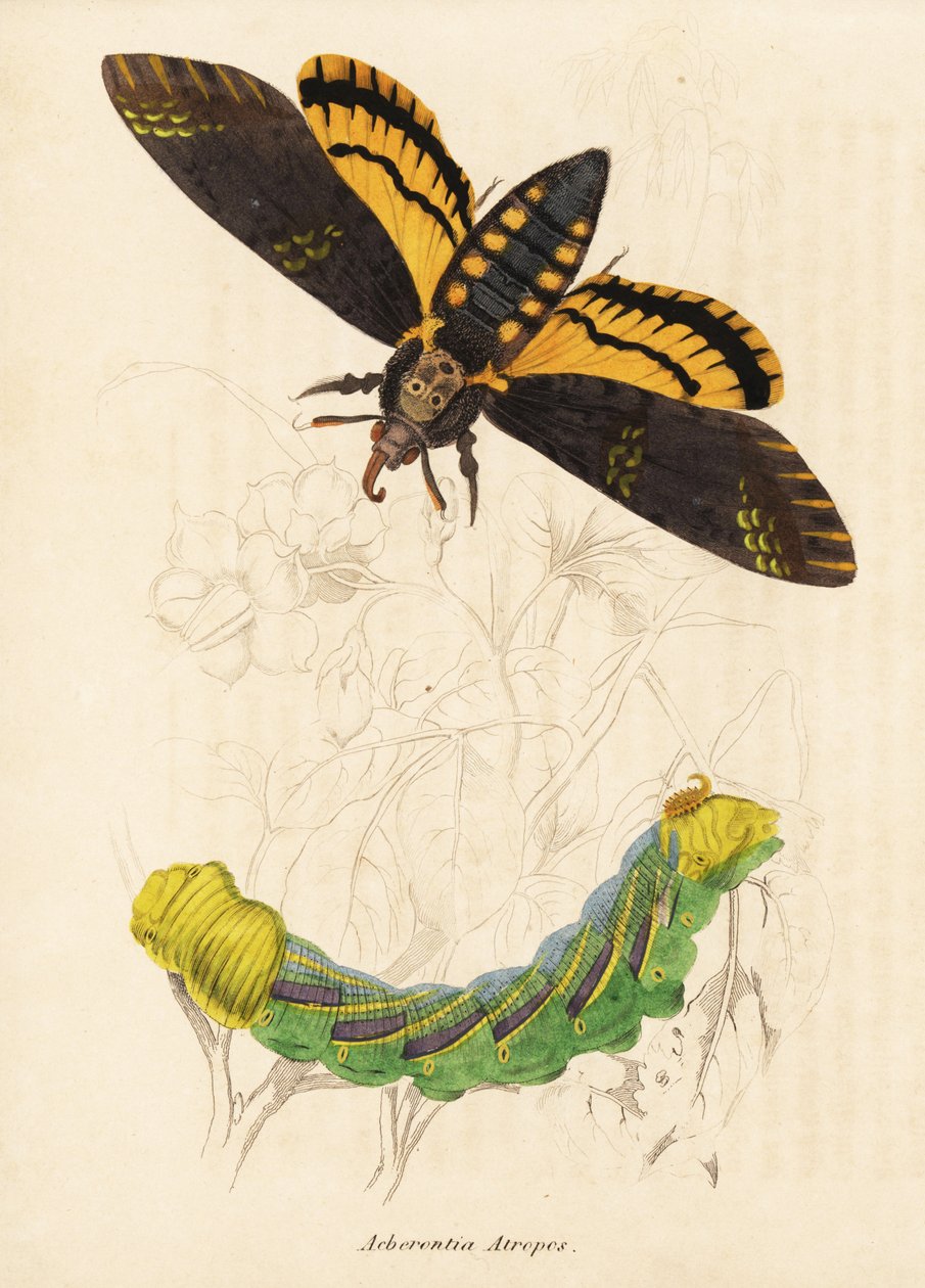Dødens hoved-høgesværmer, Acherontia atropos. Håndkoloreret stålstik fra Georg Friedrich Treitschkes naturhistoriske galleri, Naturhistorischer Bildersaal des Thierreiches, Liepzig-1842. af Unbekannter Künstler