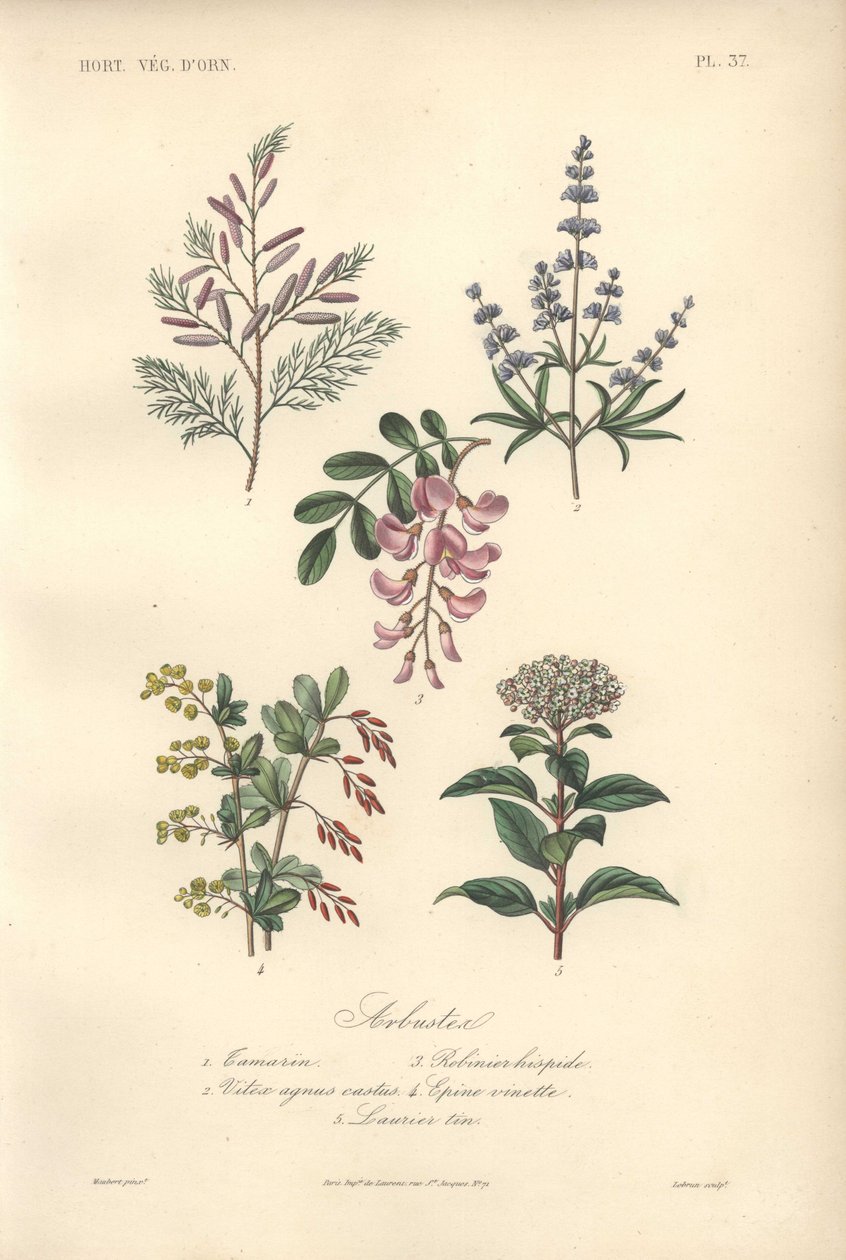 Dekorativt botanisk print med tamarind, johannesbrødtræ, kyskhedstræ, berberis og viburnum af Unbekannter Künstler