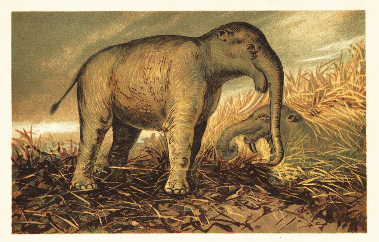 Deinotherium giganteum, stor forhistorisk slægtning af moderne 1908 (litografi) af Unbekannter Künstler