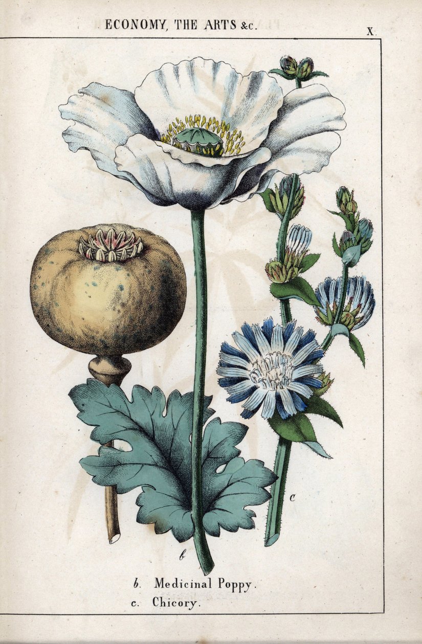 Beskrivelse af en medicinsk valmue med hvid blomst og blå chicoree-blomst. Kromolitografi i "Recueil d