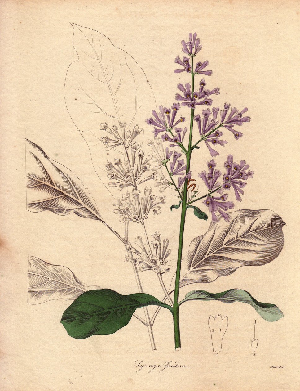 Beskrivelse af den ungarske syren (Syringa josikaea), der er hjemmehørende i Central- og Østeuropa. Illustration af Miss R. Mills (aktiv 1836-1842), i The Botanist, en serie af Benjamin Maund i fem bind, udgivet mellem 1836 og 1842. Dette værk er berømt af Unbekannter Künstler