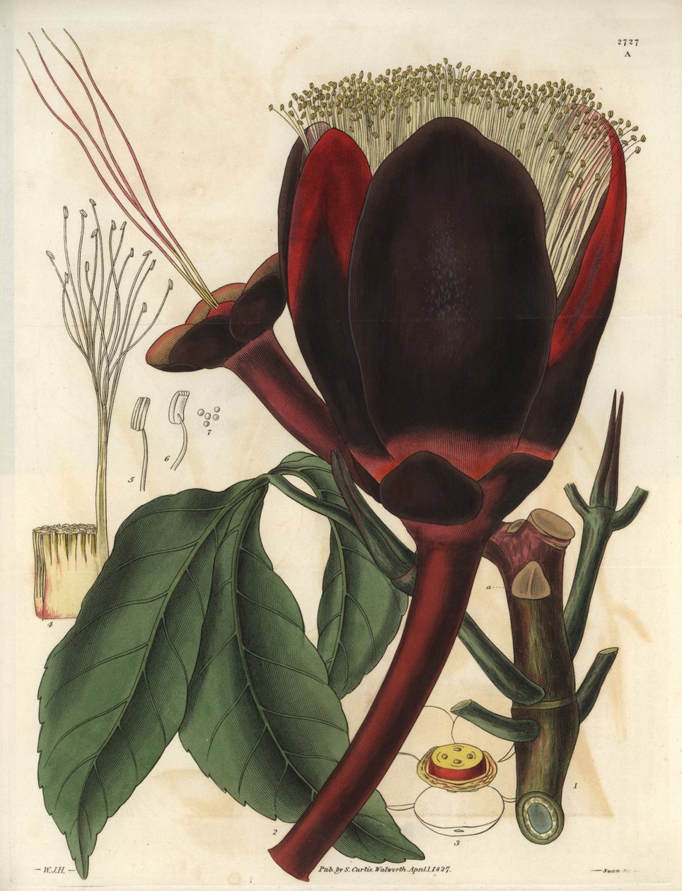 Beskrivelse af den store mørke chokoladeblomst på en Pecan-træplante, som producerer spiselige nødder, pecannødder. Planten er hjemmehørende i Sydamerika. Illustration af Wiliam Jackson Hooker (1785-1865), britisk botaniker og forfatter, professor ved Univ af Unbekannter Künstler