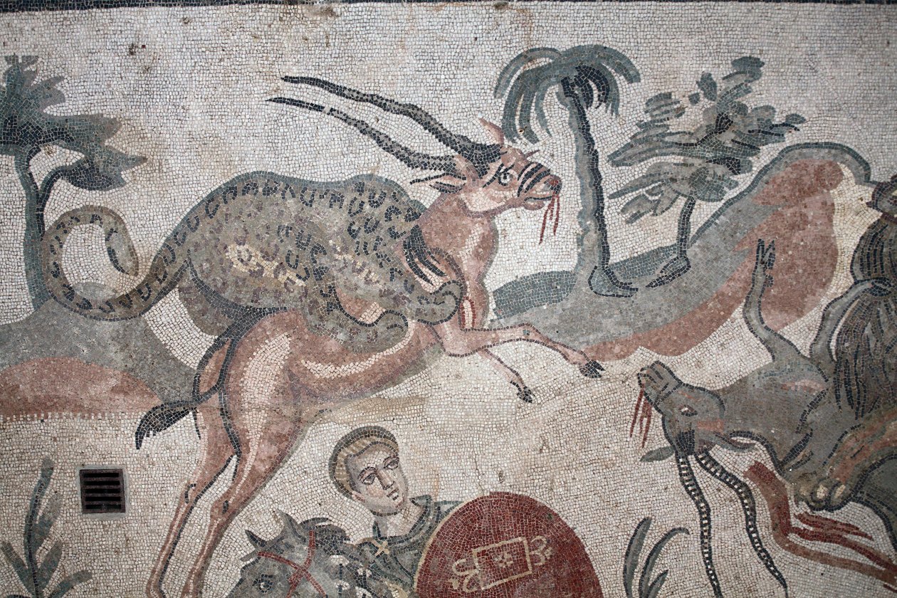 Detalje af den store jagtmosaik. En leopard angriber en gazelle. 3. - 4. århundrede. Roman Villa of the Casale, Sicilien. UNESCO-sted. af William M. Timlin