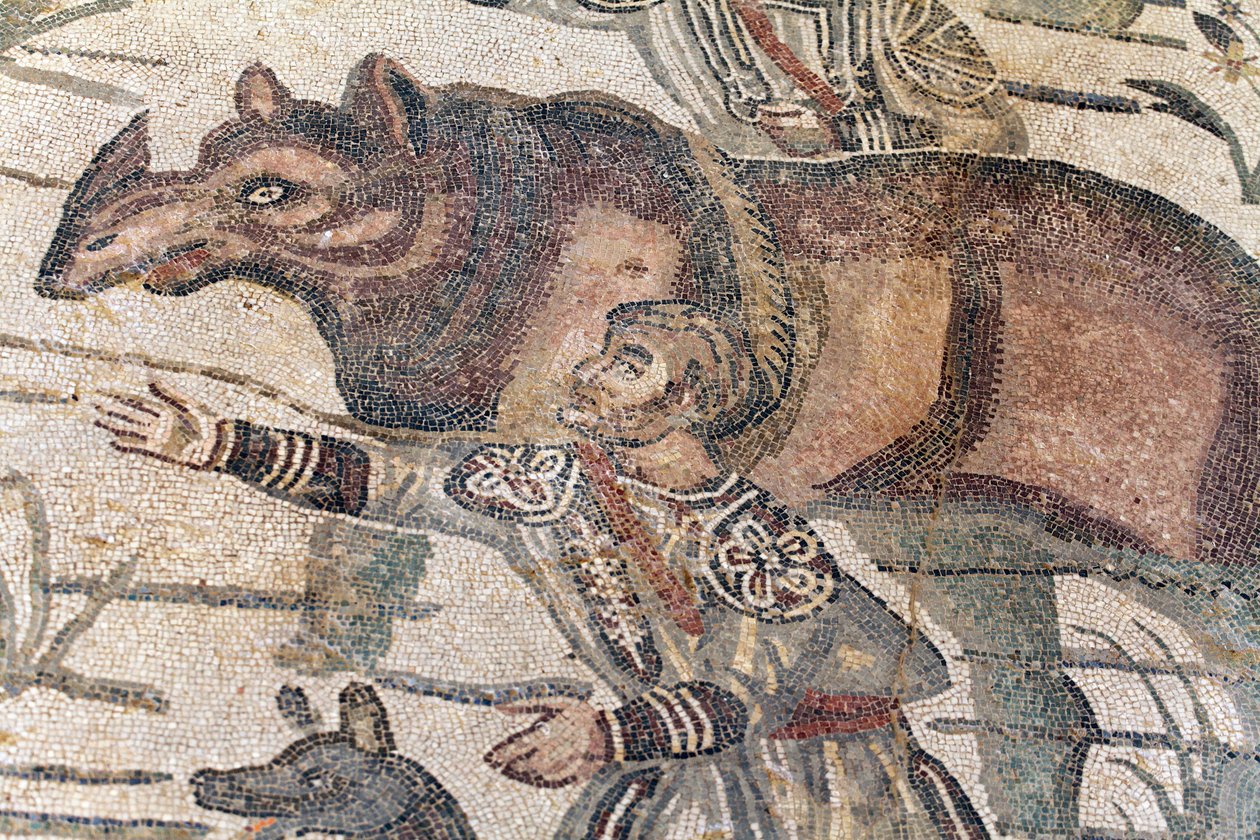 Detalje af den store jagtmosaik. Et næsehorn bliver ført op på en båd for at blive transporteret til den nærmeste havn. 3. - 4. århundrede. Roman Villa of the Casale, Sicilien. UNESCO-sted. af William M. Timlin