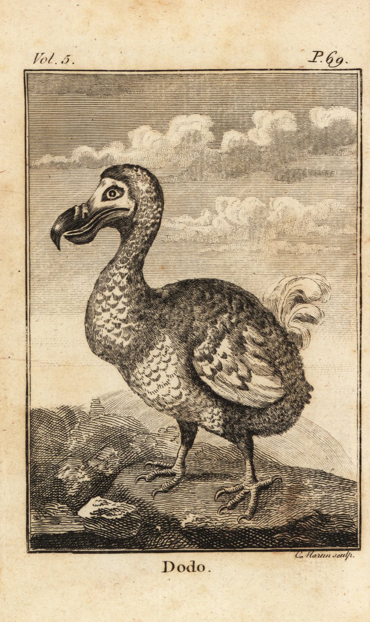 Dodo, Raphus cucullatus, uddød fugl af Unbekannt