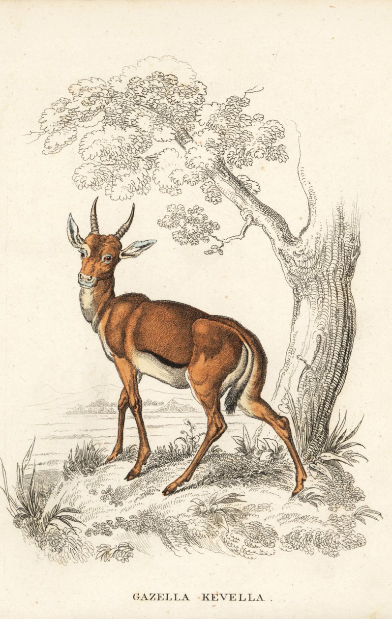 Dorcas-gazelle, Gazella dorcas (almindelig kevel, Gazella kevella). Sårbar. Efter en illustration af James Stewart. Håndkoloreret litografi fra Georg Friedrich Treitschkes naturhistoriske galleri, Naturhistorischer Bildersaal des Thierreiches, Liepzig. af Unbekannter Künstler