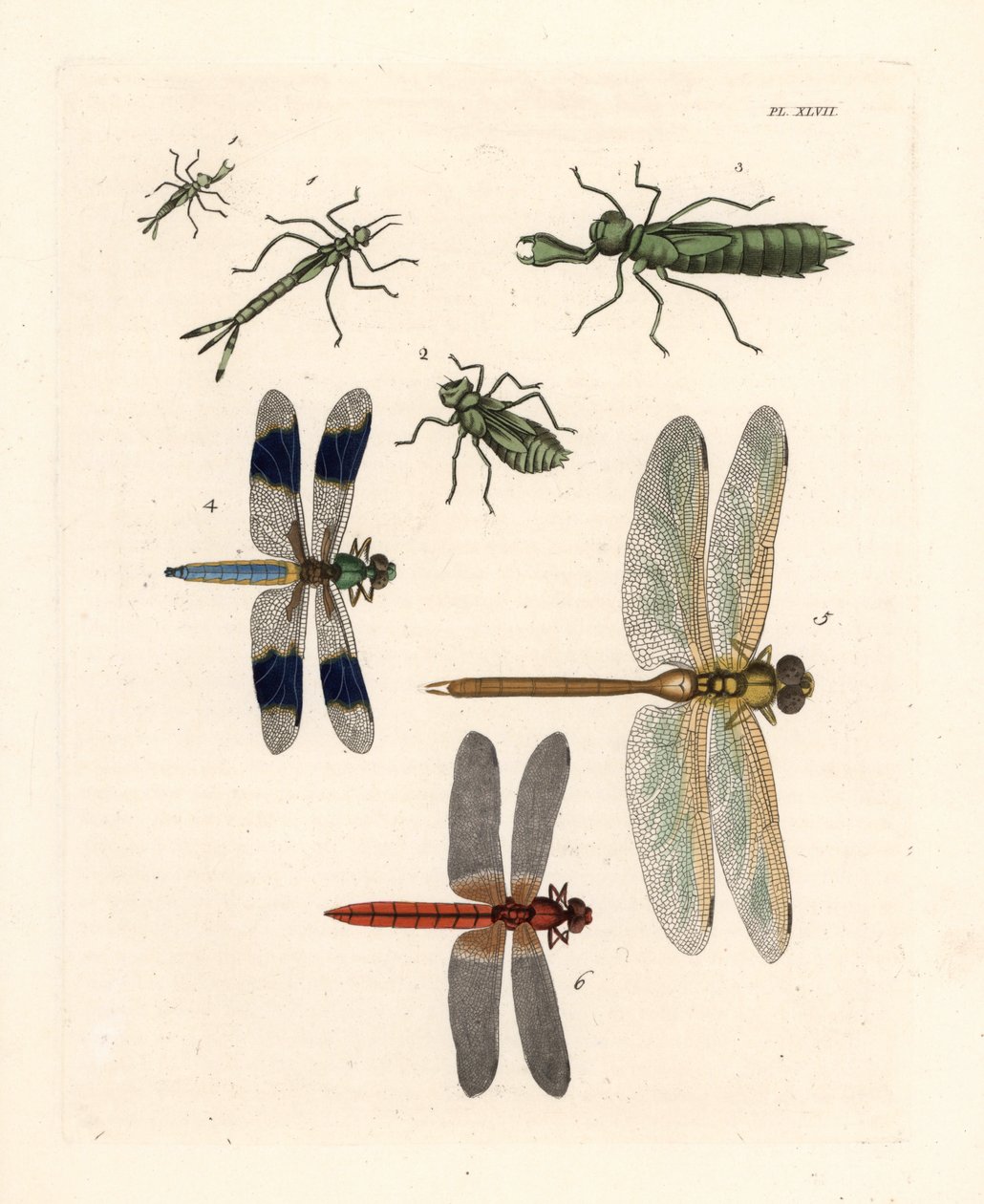 Guldsmedelarver 1,2,3, almindelig guldsmed, Libellula lydia 4, grøn mosaikguldsmed, Anax junius 5, og skarlagenrød mosaikguldsmed, Crocothemis servilia 6. Håndkoloreret litografi fra John O. Westwoods nye udgave af Dru Drury