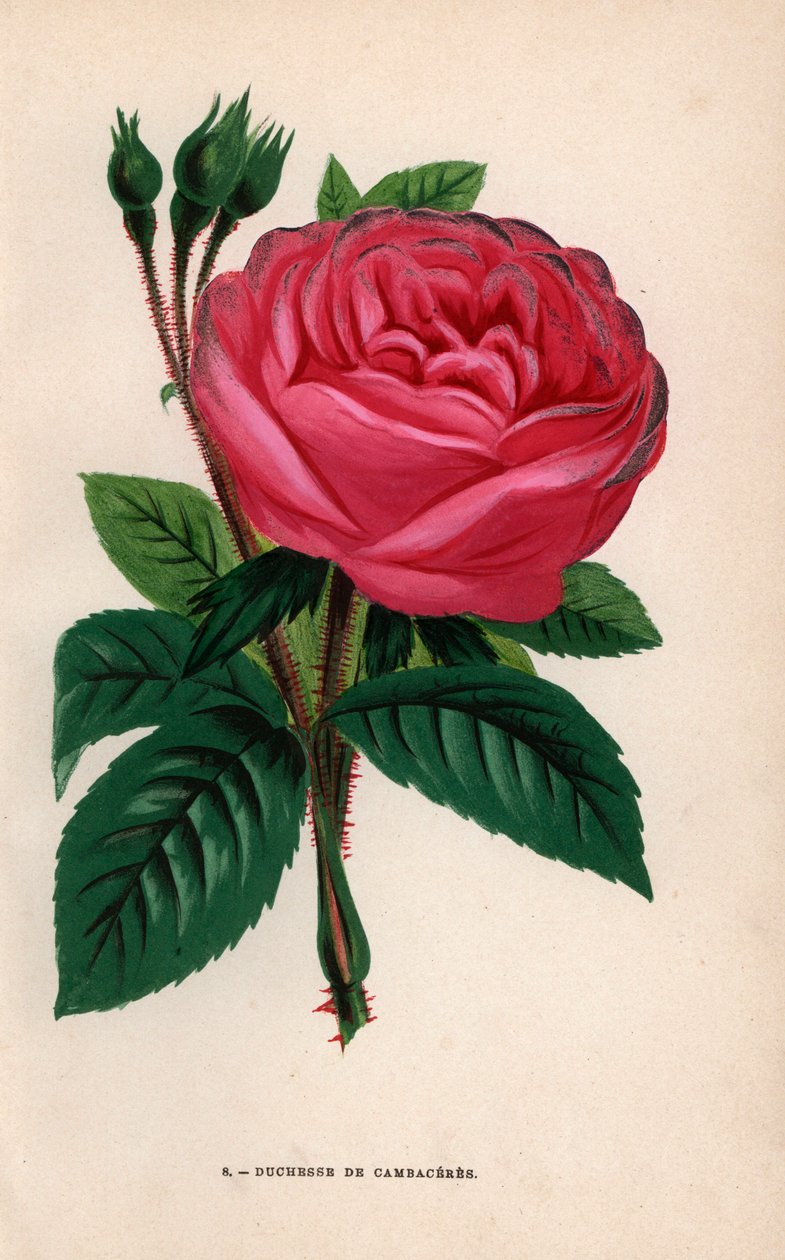 Duchesse de Cambaceres rose, hybridsort forædlet af Monsieur Fontaine fra Chatillon i 1854. Kromolitografi tegnet og litograferet efter naturen af F. Grobon fra Hippolyte Jamain og Eugene Forneys "Les Roses", Paris, J. Rothschild. af Unbekannter Künstler
