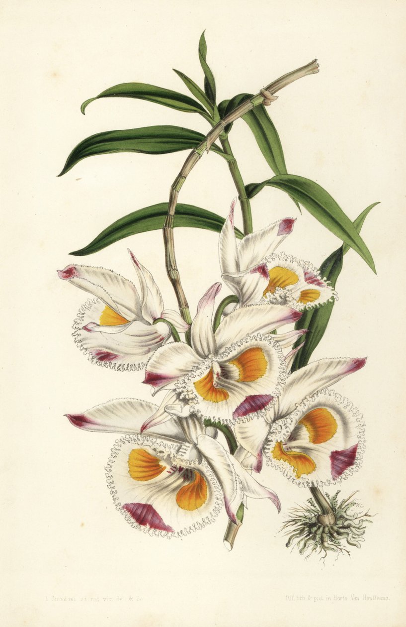 Hertugen af Devonshires dendrobium-orkidé, Dendrobium devonianum. Håndkoloreret litografi af Stroobant fra Louis van Houtte og Charles Lemaires Flowers of the Gardens and Hothouses of Europe, Flore des Serres et des Jardins de l