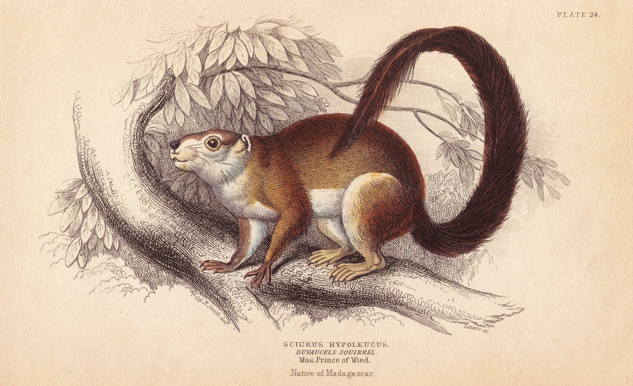 Duvaucels egern, Sciurus hypoleucus. Indisk kæmpeegern Fra et eksemplar i Prins Maximilian fra Wied-Neuwied Museum. Håndkoloreret stålstik af Lizars efter en illustration af Charles Hamilton Smith fra William Jardine