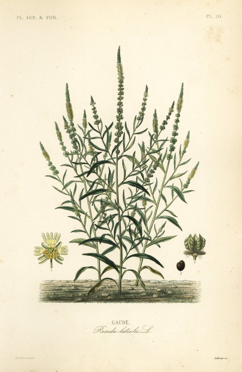 Farverraket eller farverens ukrudt, Reseda luteola, Gaude af Unbekannt