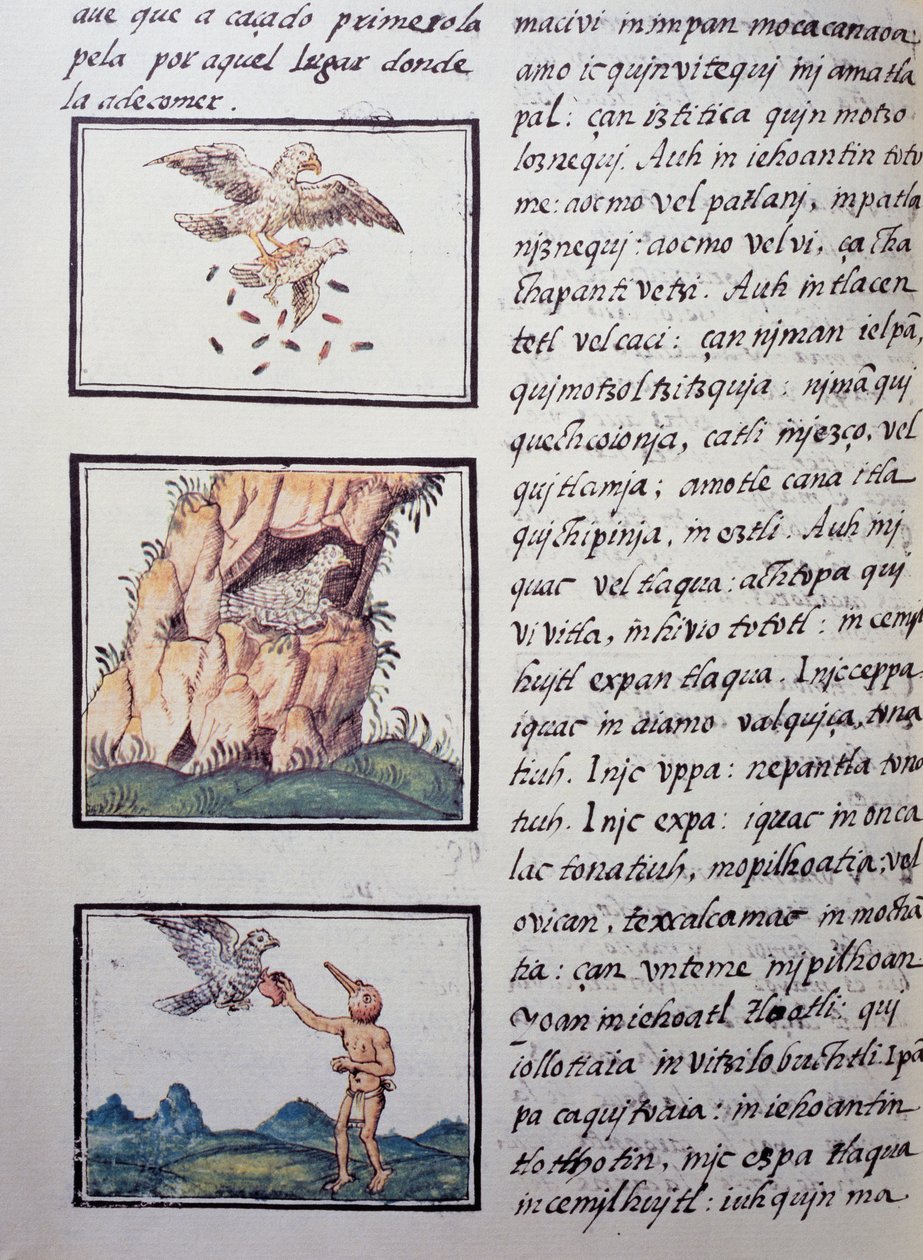 Eagles, side fra den florentinske Codex, tosproget version på spansk og Nahuatl, General History of the Things of New Spain af den spanske missionær Fray Bernardino de Sahagun (1499-1590). Aztekisk civilisation af William M. Timlin