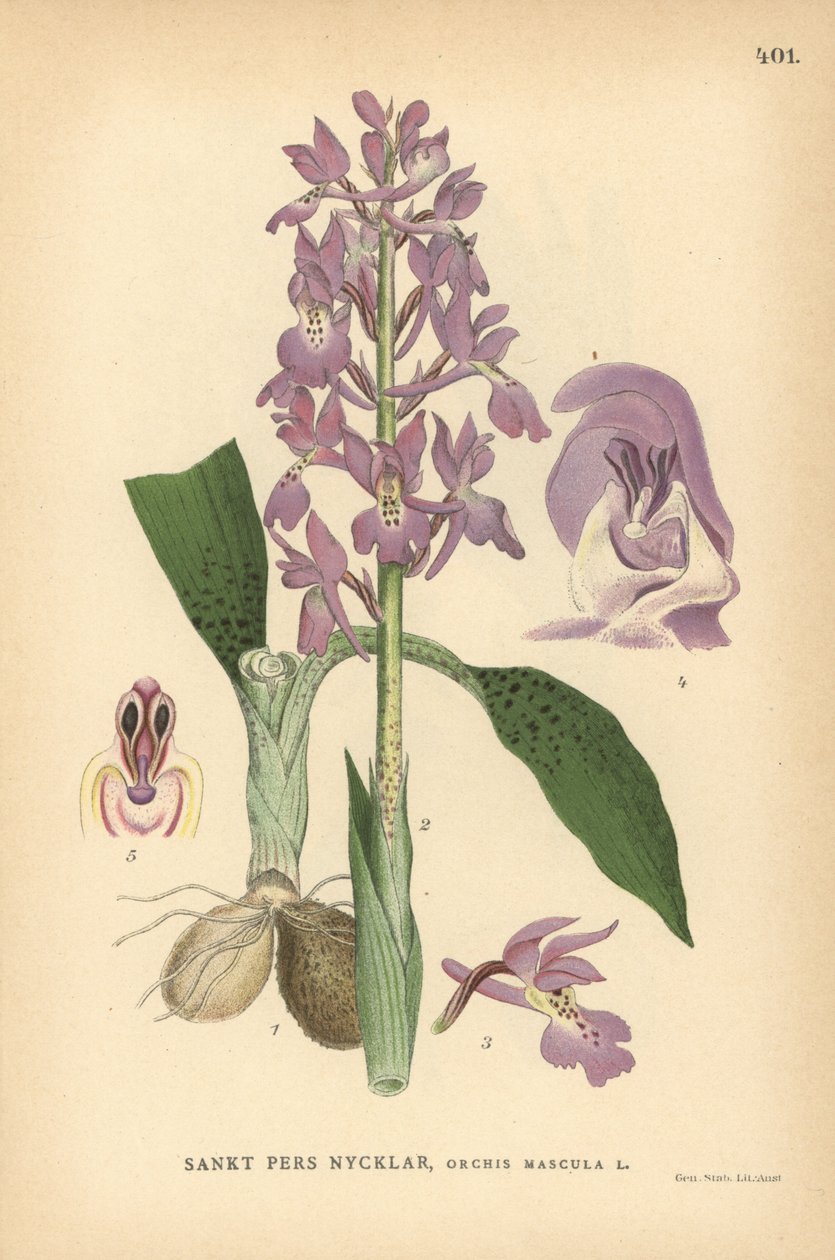 Tidlig purpur orkidé, Orchis mascula af Unbekannter Künstler