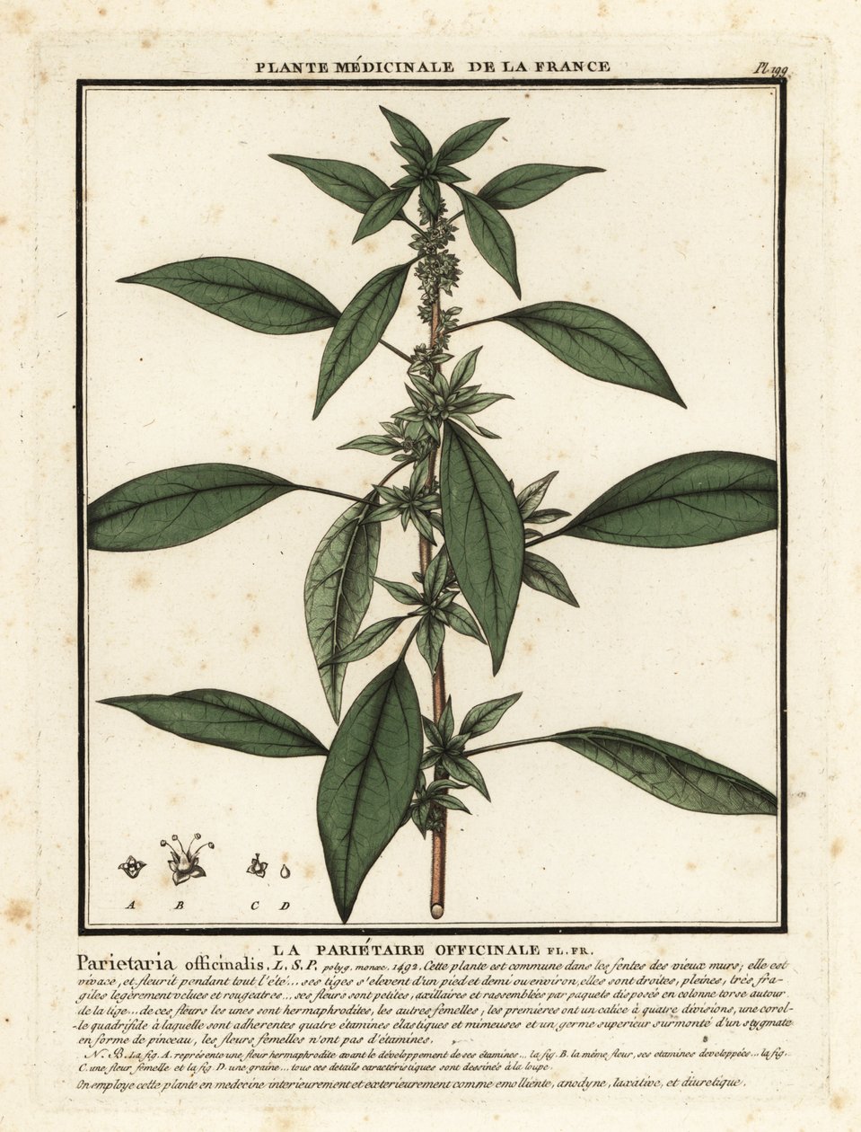 Østlig pellitory-of-the-wall, Parietaria officinalis. af Unbekannter Künstler