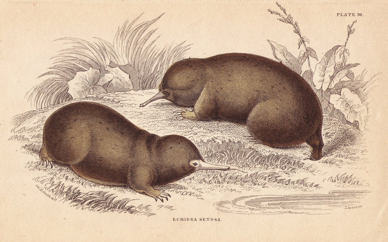 Echidna eller pigget myresluger, Tachyglossus aculeatus (Echidna setosa). Håndkoloreret stålstik af Lizars efter en illustration af Charles Hamilton Smith fra William Jardine