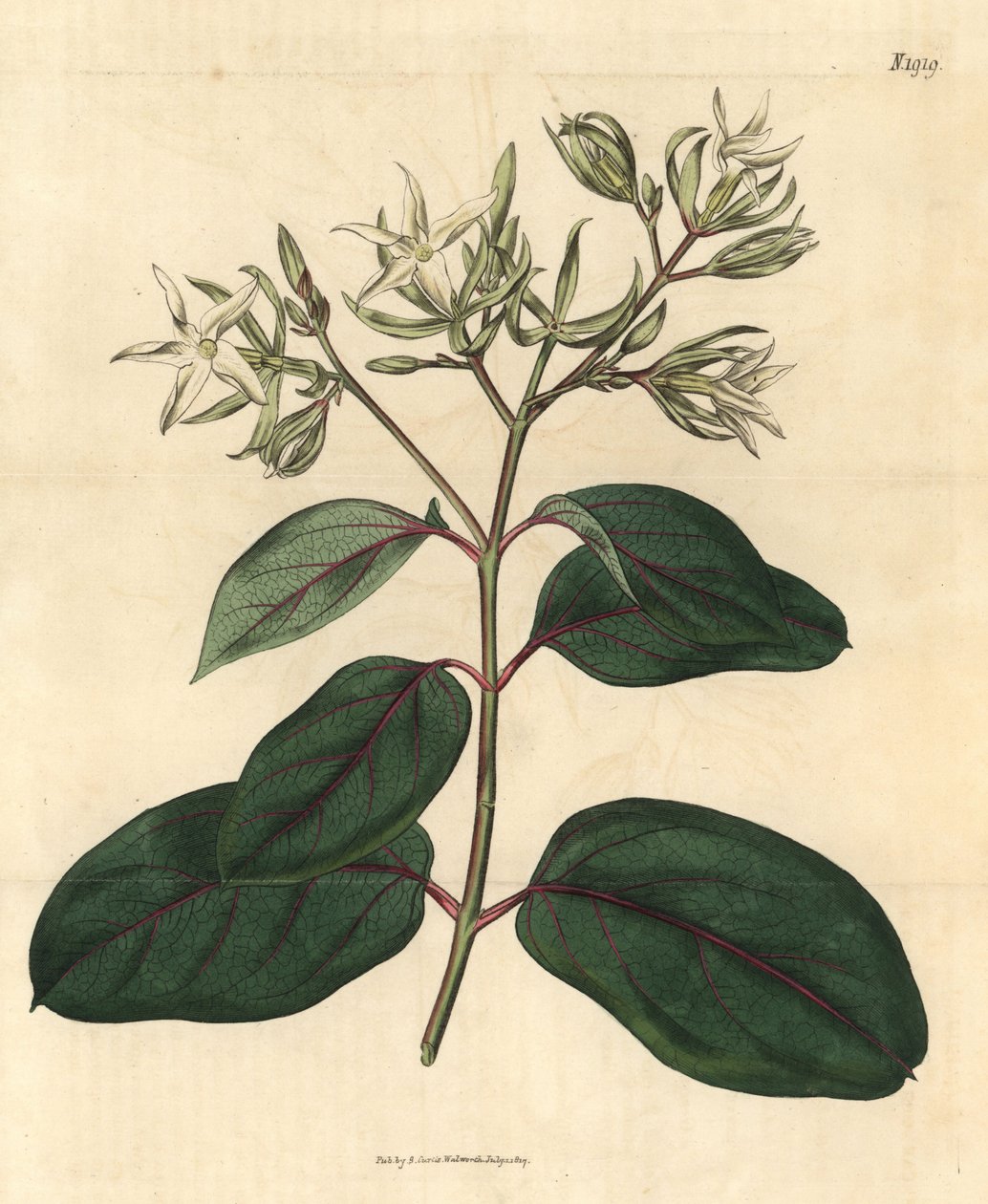 Echite - Kamettia caryophyllata (nellike-duftende echites, Echites caryophyllata). Håndkoloreret botanisk stik fra John Sims