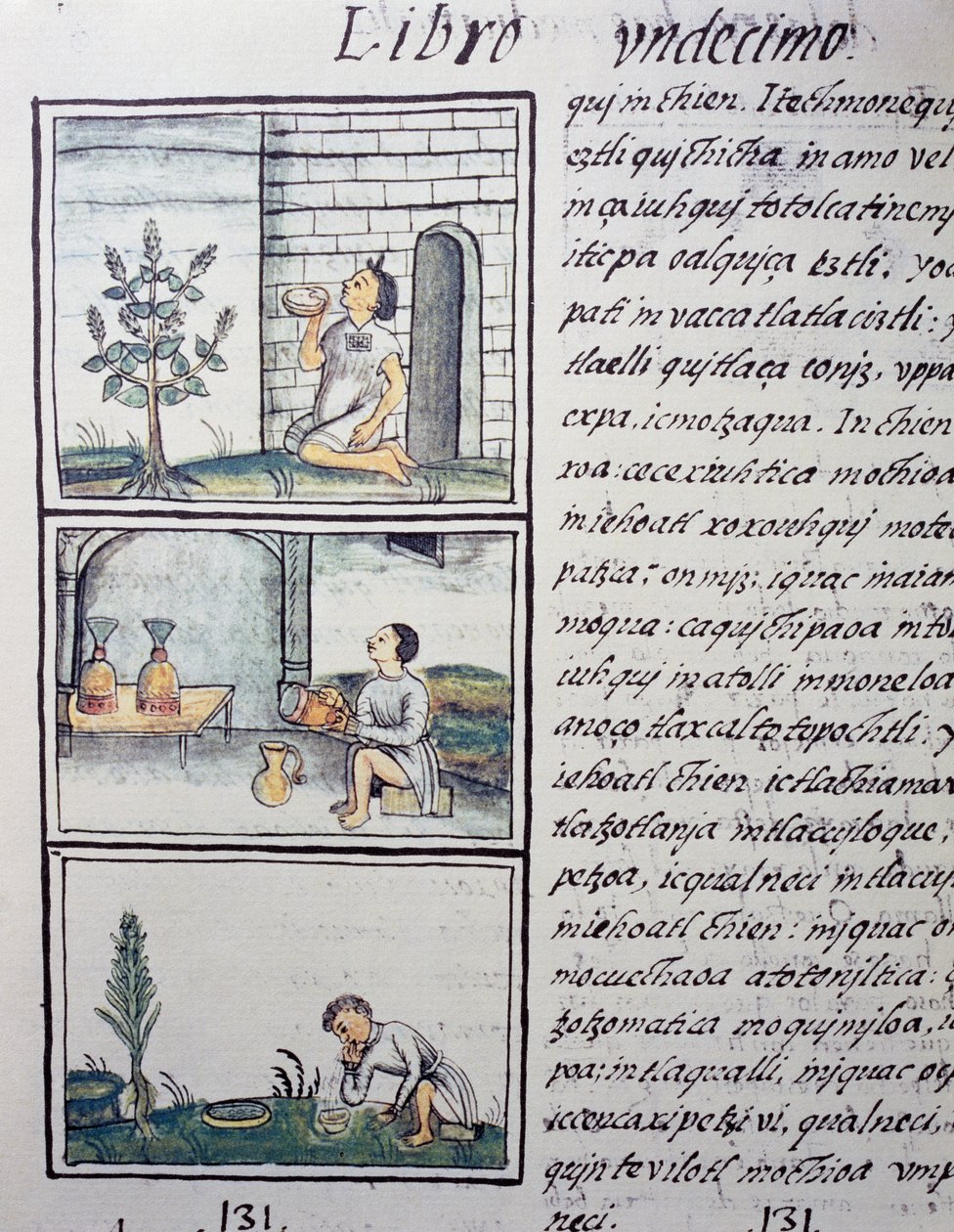 Spiselige planter, side fra Bog XI af den florentinske Codex, tosproget version på spansk og Nahuatl, General History of the Things of New Spain, af den spanske missionær Fray Bernardino de Sahagun (1499-1590). Aztekisk civilisation af William M. Timlin