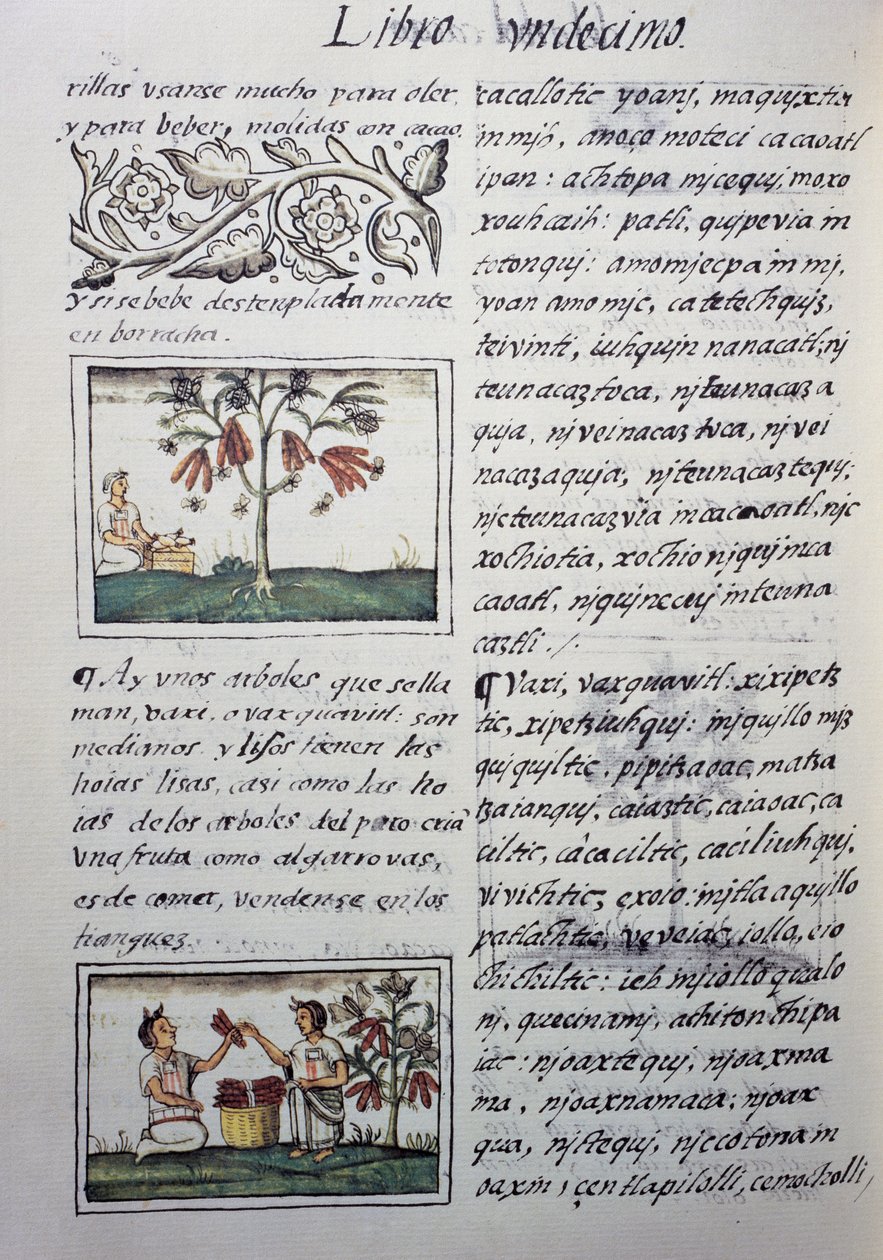 Spiselige planter, røde bønner, side fra bog XI af Florentine Codex, tosproget version på spansk og Nahuatl, General History of Things of New Spain, af den spanske missionær Fray Bernardino de Sahagun (1499-1590). Aztekisk civilisation af William M. Timlin