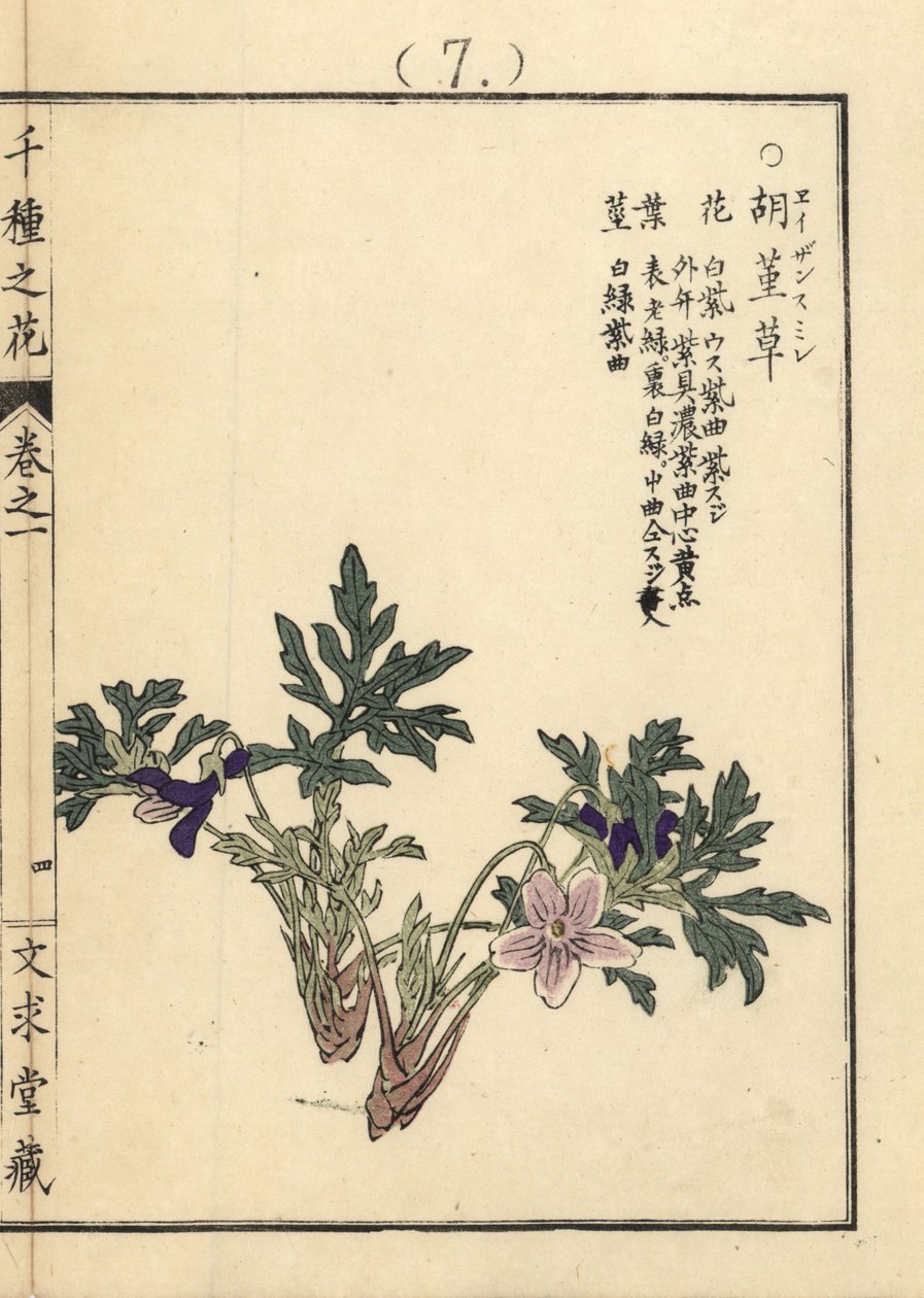 Eizan sumire guld eizan violet, Viola eizanensis. Håndkoloreret træsnit af Kono Bairei fra Senshu no Hana (Tusind forskellige blomster), Bunkyudo, Kyoto. af Unbekannter Künstler