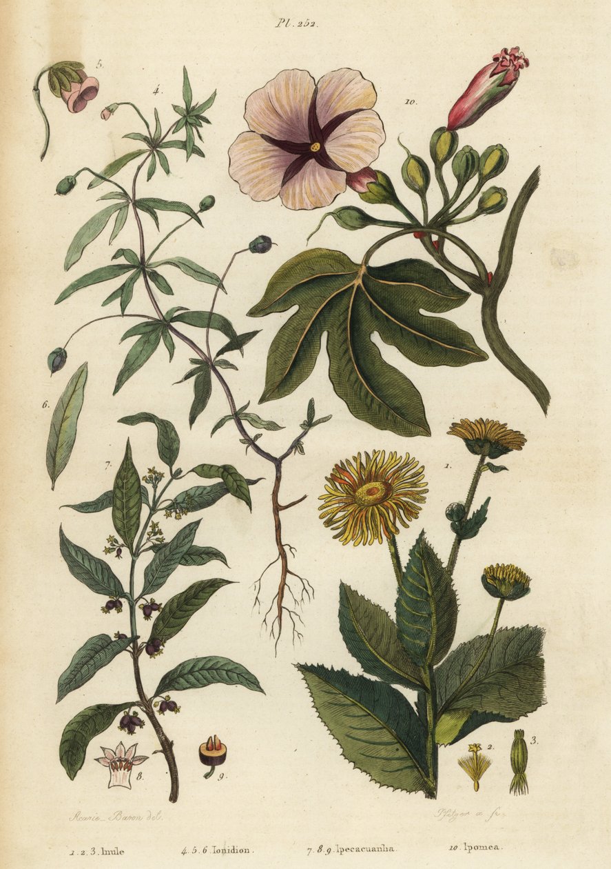 Elecampane, Inula helenium 1-3, grøn viol, Hybanthus arter Ionidium polygalifolium 4-6, ipecacuanha, Carapichea ipecacuanha 7-9, og morgenfrue, Ipomoea insignis 10 af Unbekannt