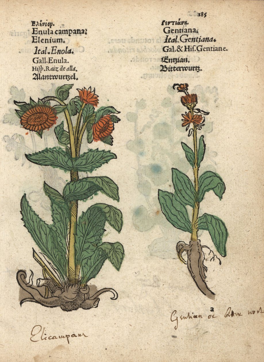 Elecampane, Inula helenium og ensianarter. Håndkoloreret træsnit af en botanisk illustration fra Adam Lonicers Krauterbuch, or Herbal, Frankfurt af Unbekannter Künstler