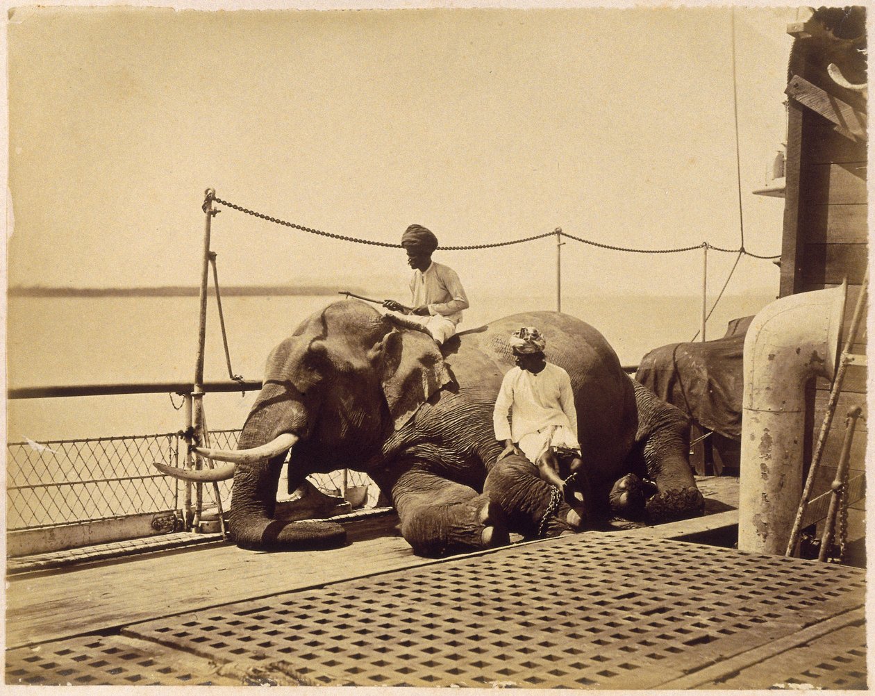 Elefant på dækket af et skib, Penang, Malaya af Unbekannt