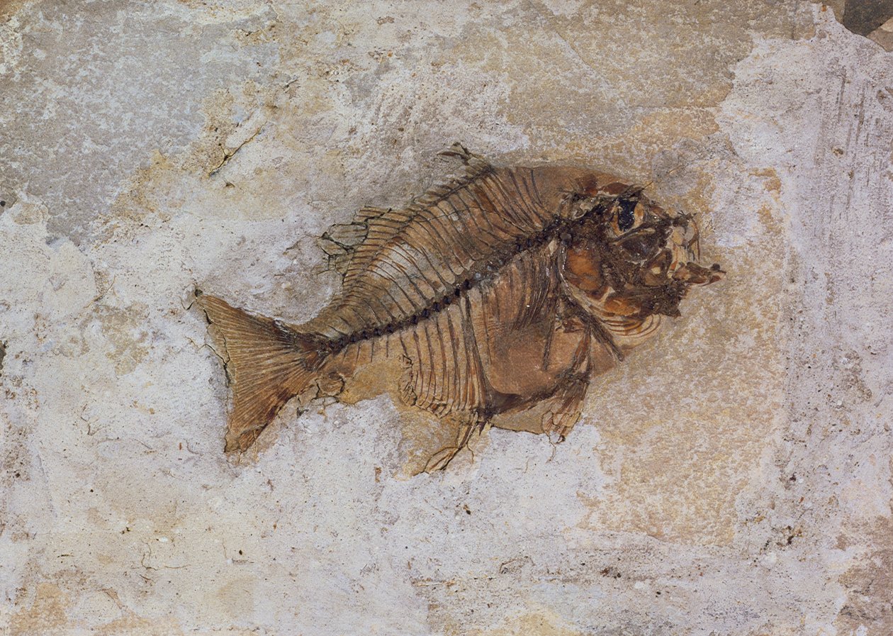 Ephippus oblongus (Fish Fossil) fundet ved Monte Bolca, nær Verona, Italien, Eocæn Periode (fossil) af Unbekannt