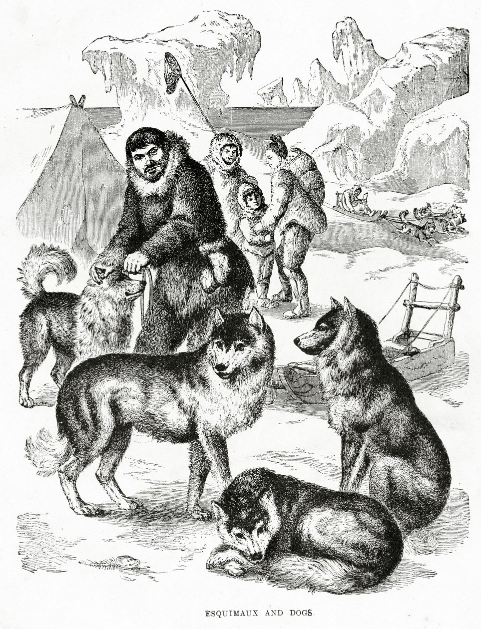 Eskimoer og hunde. 1902 (medlemmer) af Unbekannt