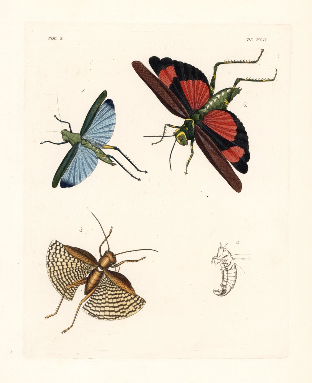 Eupropacris coeruleus græshoppe 1, Chromacris miles 2 og Gryllacris tessellata 3. Håndkoloreret litografi fra John O. Westwoods nye udgave af Dru Drury