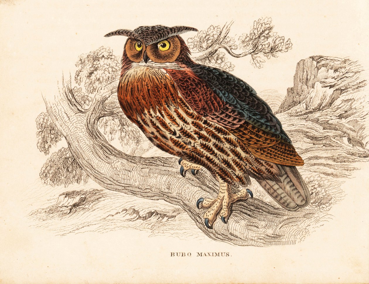 Eurasisk ørneugle, Bubo bubo (Stor hornugle, Bubo maximus). Håndkoloreret stålstik fra Georg Friedrich Treitschkes naturhistoriske galleri, Naturhistorischer Bildersaal des Thierreiches, Liepzig. af Unbekannter Künstler