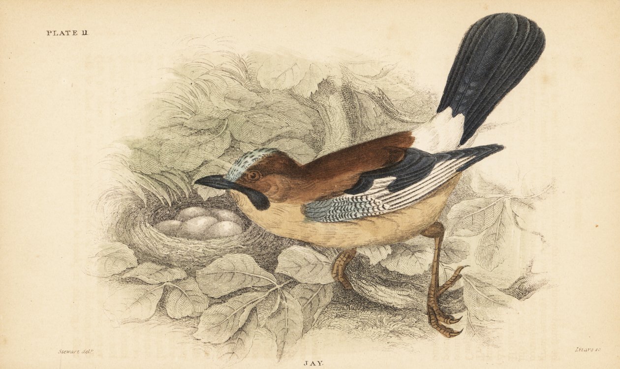 Jay, Garrulus glandarius, med rede og æg. 1889 (gravering) af Unbekannter Künstler
