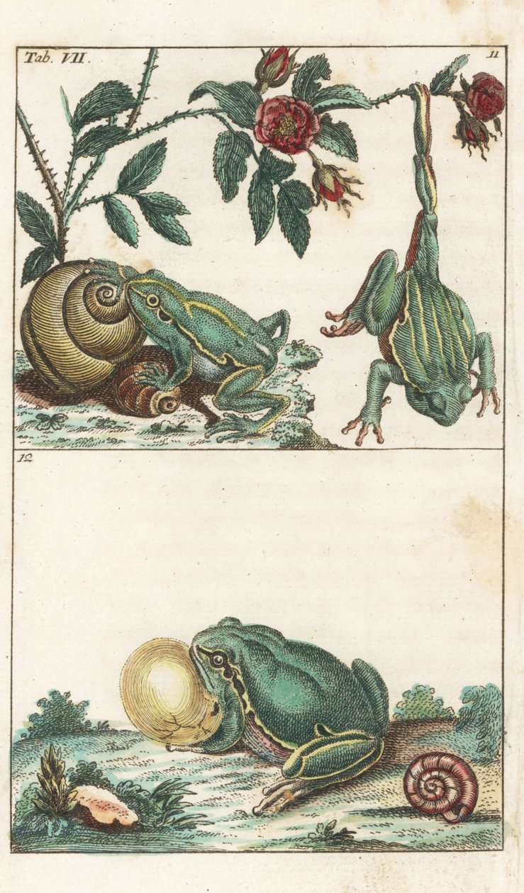 Europæiske og italienske frøer - stærkt vand af Gottlieb Tobias Wilhelm (1758-1811), fra Encyclopedia of Natural History: Amfibier af Unbekannter Künstler