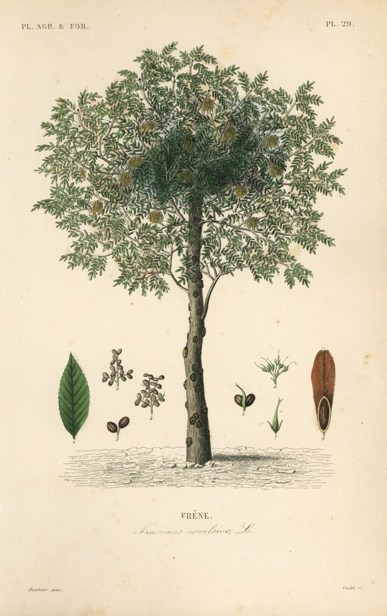 Europæisk asketræ, Fraxinus excelsior, Frene af Unbekannt