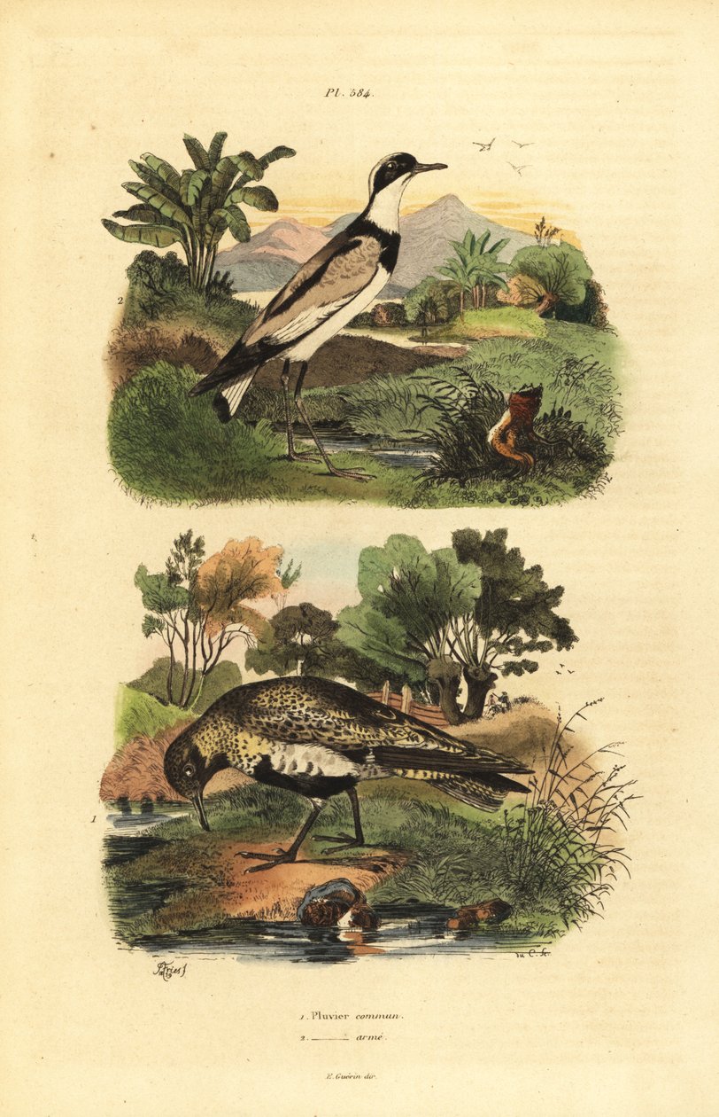 Guldhøne, Pluvialis apricaria, og ringhøne, Charadrius hiaticula af Unbekannt