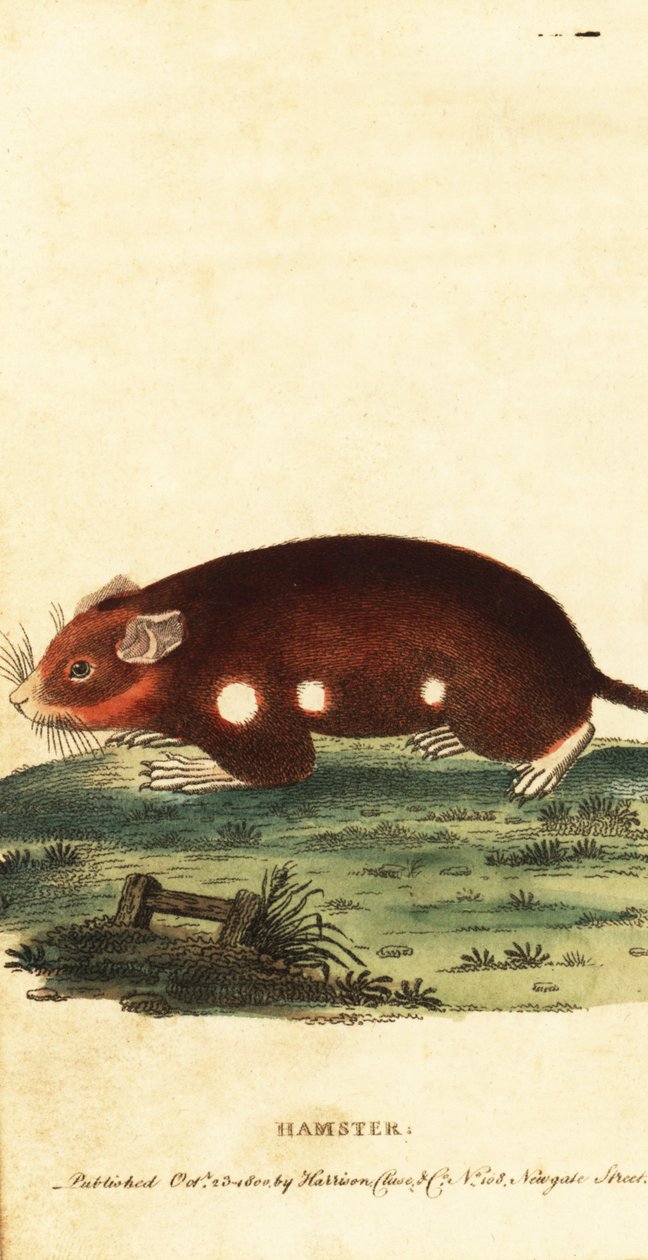 Europæisk hamster, Cricetus cricetus. Kritisk truet. ,1800 (gravering) af Unbekannter Künstler