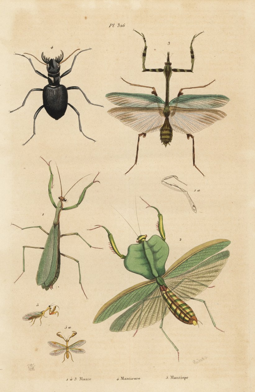 Europæisk mantis, Mantis religiosa 1, bladmantis, Choeradodis rhomboidea 2, tigerbille, Manticora latipennis 3, mantidfly, Mantispa styriaca 4 af Unbekannt