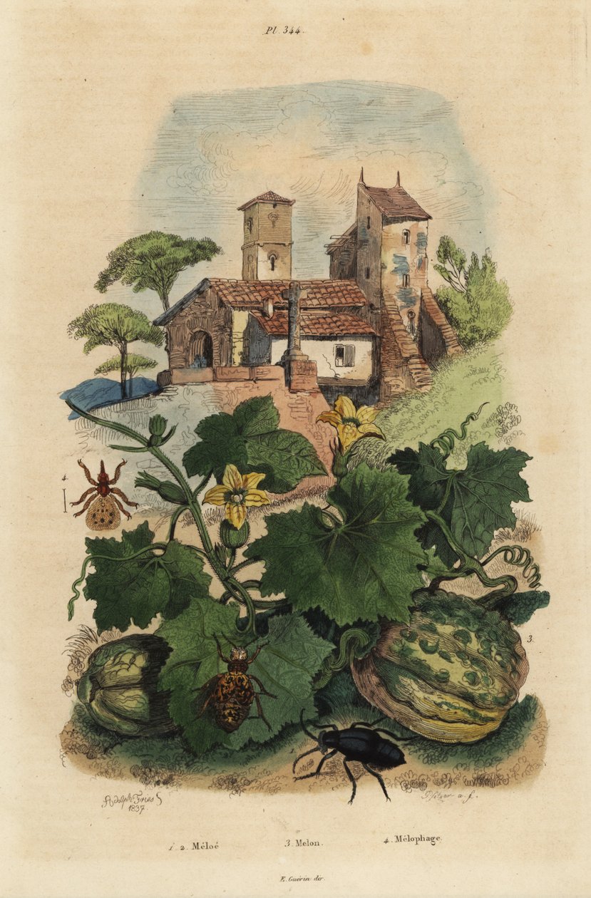 Europæisk oliebille, Meloe proscarabaeus 1.2, Honfleur melon, Cucumis melon 3 og fåreked, Melophagus ovinus af Unbekannt