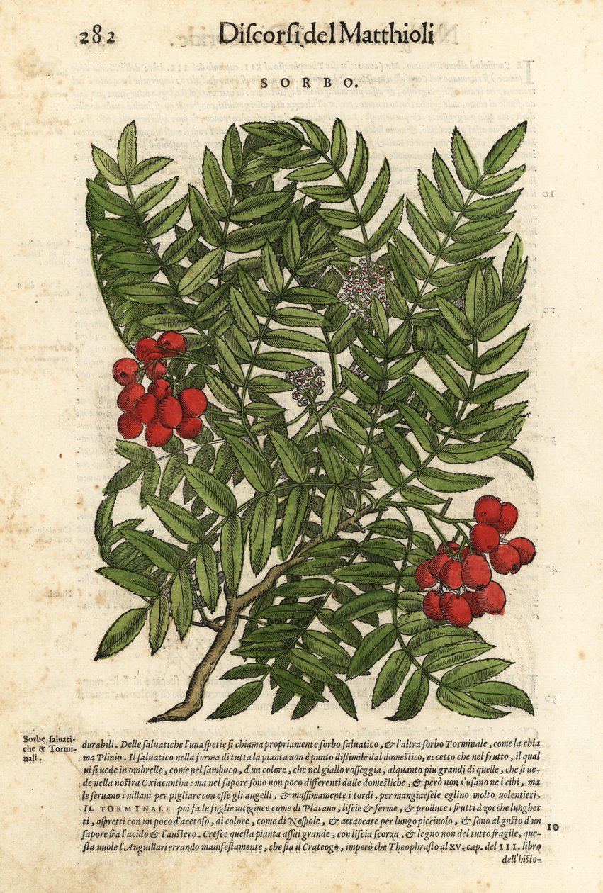 Europæisk rønnetræ, Sorbus aucuparia. Håndkoloreret træsnit af Wolfgang Meyerpick efter en illustration af Giorgio Liberale fra Pietro Andrea Mattiolis Discorsi di P.A. Matthioli ne i sei libri della Materia Medicinale di Pedacio Dioscoride Anaza. af Unbekannter Künstler