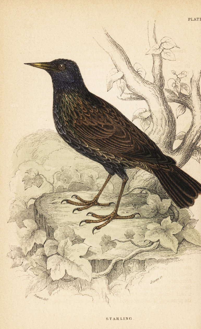 Europæisk stær, Sturnus vulgaris.1889 (gravering) af Unbekannter Künstler