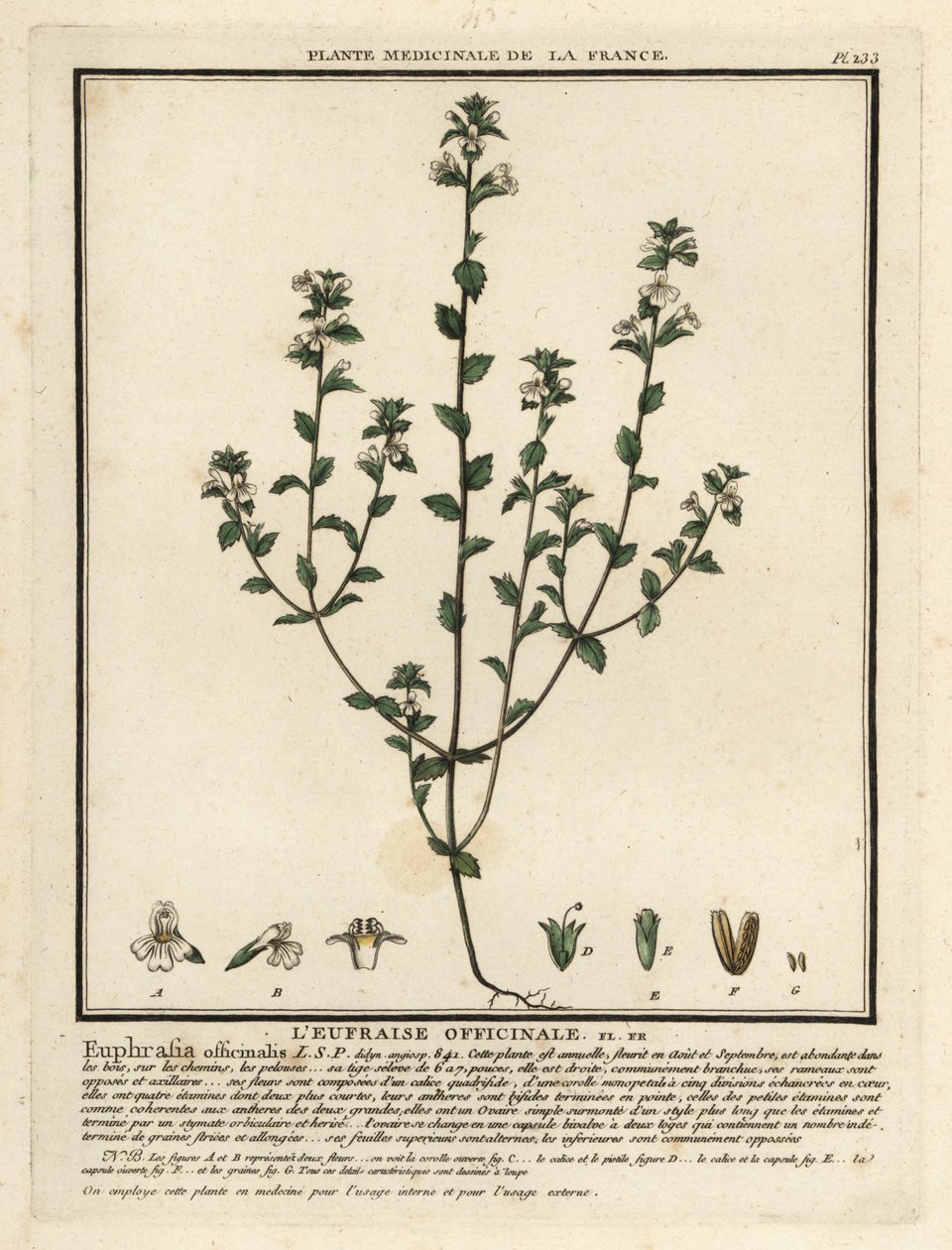Øjentrøst, Euphrasia rostkoviana. af Unbekannter Künstler