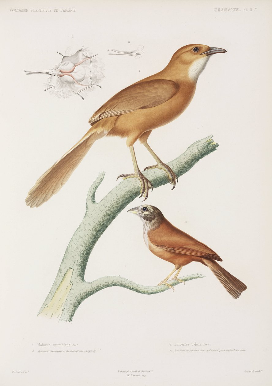 Fairywren og husspurv, Algeriet af Unbekannter Künstler
