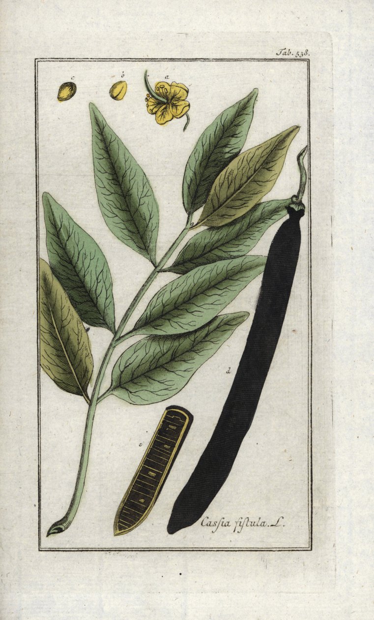 Falsk sene, falsk johannesbrødtræ, gyldent brusebad eller canefier (Cassia fistula). Litografi fra "Afbeelding der Artseny-Gewassen" af Johannes Zorn (1739-1799), Holland af Unbekannter Künstler