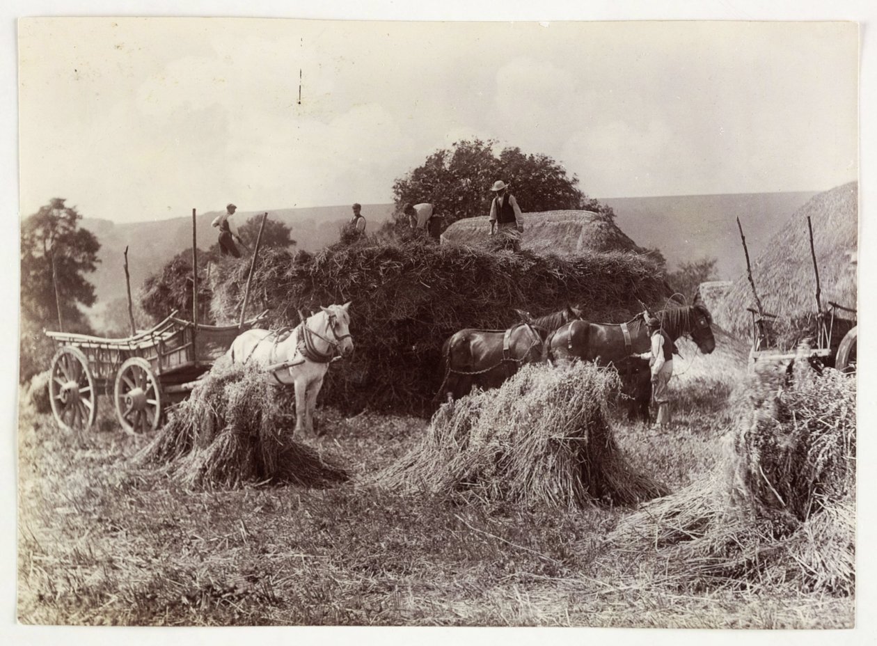 Landbrugsscener, høst og opbevaring, høst før 1900, c 1890 af Unbekannt