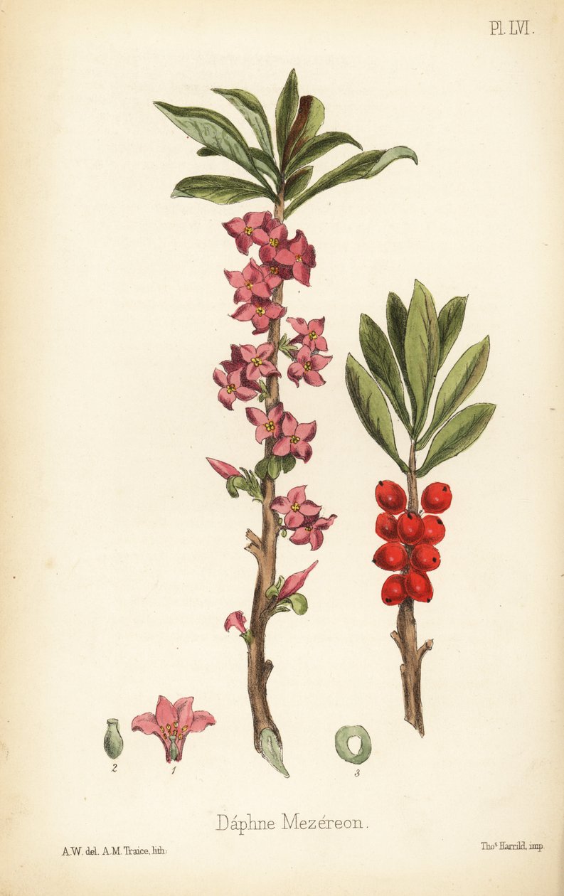Februar-daphne, mezereon eller spurge laurel, Daphne mezereum (Daphne mezereon). Håndkoloreret litografi af A.M. Traice efter en illustration af A.W. fra Edward Hamilton