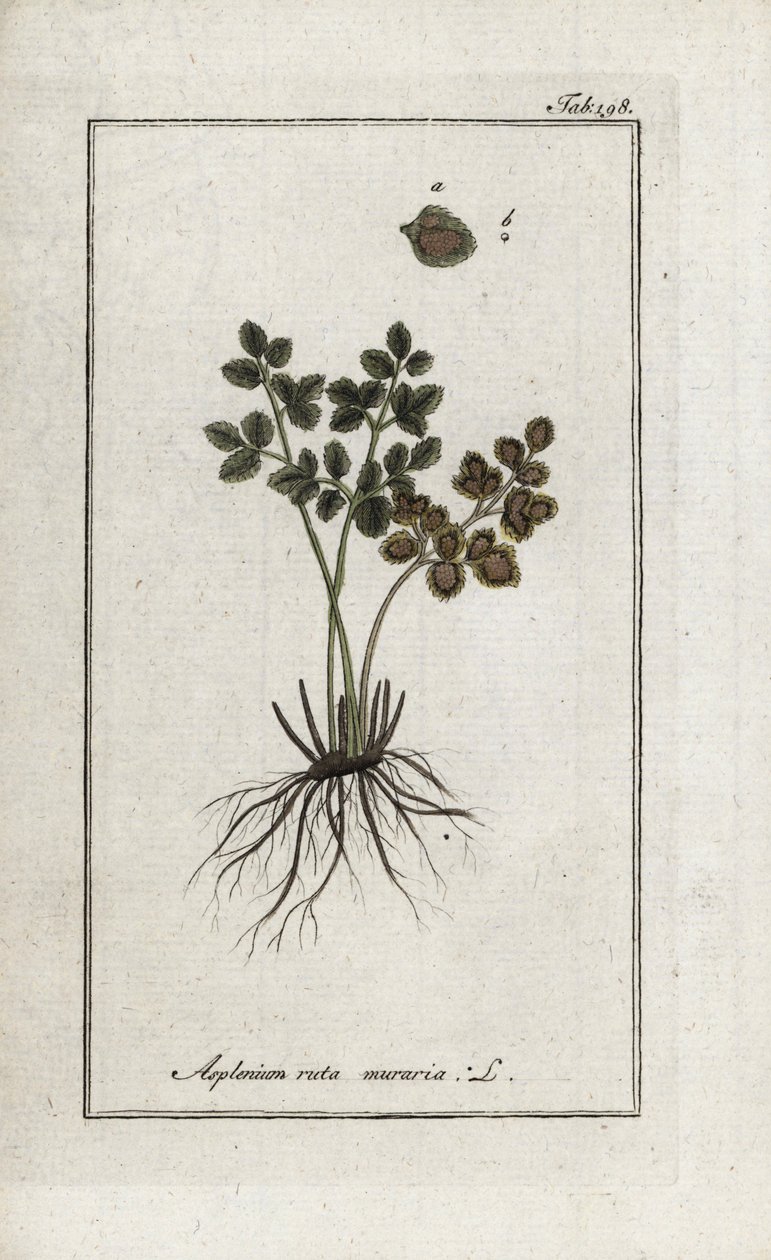 Murenes bregne doradilla eller murenes asplenia (Asplenium ruta muraria). Litografi fra "Afbeelding der Artseny-Gewassen" af Johannes Zorn (1739-1799), Holland af Unbekannter Künstler