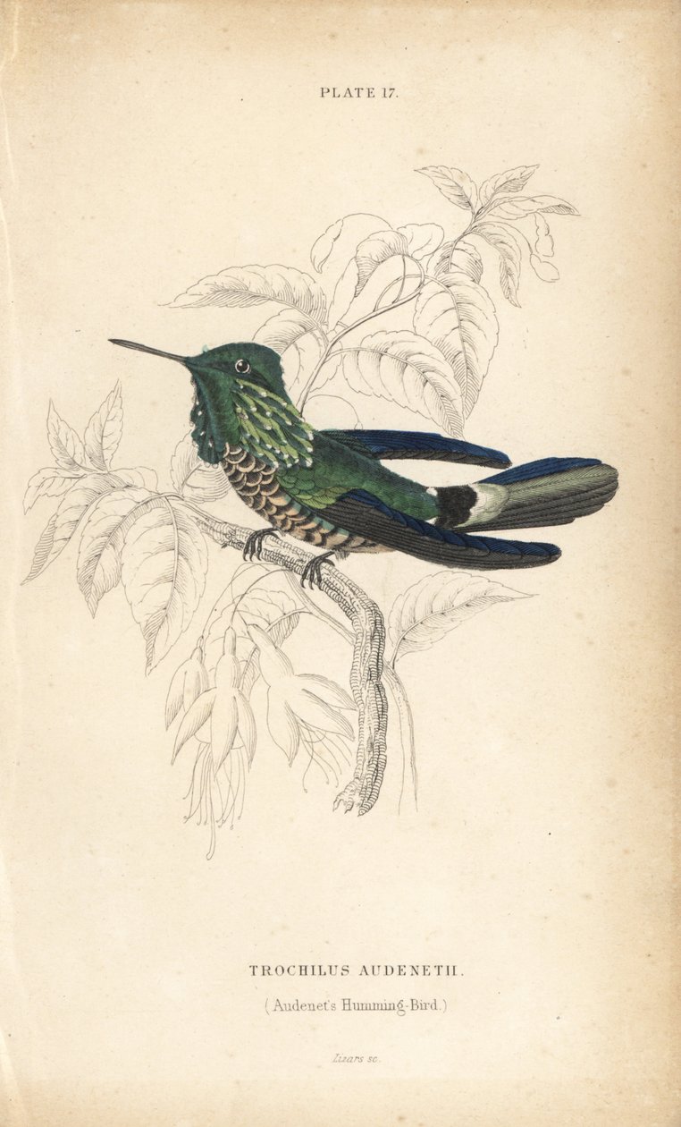 Festlig kokette, Lophornis chalybeus (Audenets kolibri, Trochilus audenetii). Håndkoloreret stålstik af William Lizars fra Sir William Jardine
