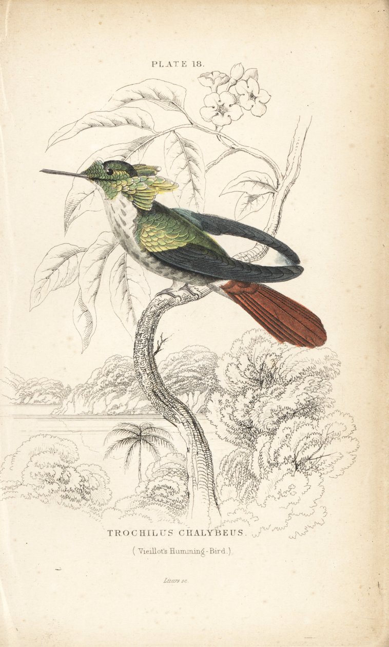 Festlig kokette, Lophornis chalybeus (Vieillots kolibri, Trochilus chalybeus). Håndkoloreret stålstik af William Lizars fra Sir William Jardine